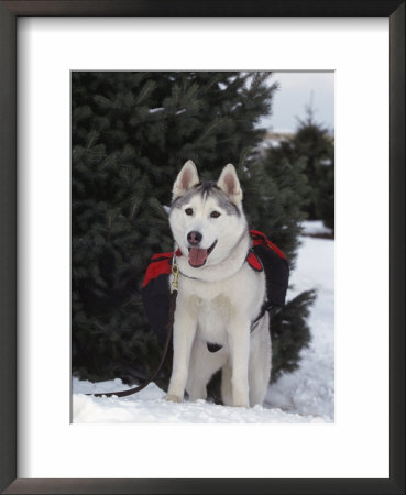 Siberian Husky On Lead Carrying A Bag, Usa by Lynn M. Stone Pricing Limited Edition Print image