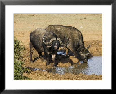 Cape Buffalo, Syncerus Caffer, At Water, Addo Elephant National Park, South Africa, Africa by Steve & Ann Toon Pricing Limited Edition Print image
