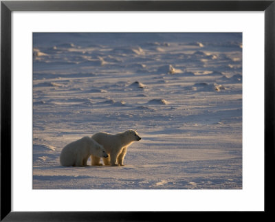 Polar Bear Cubs (Ursus Maritimus), Churchill, Hudson Bay, Manitoba, Canada by Thorsten Milse Pricing Limited Edition Print image