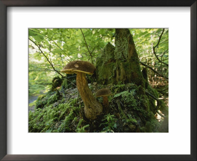 Close View Of Mushrooms Growing On A Tree Stump by James P. Blair Pricing Limited Edition Print image