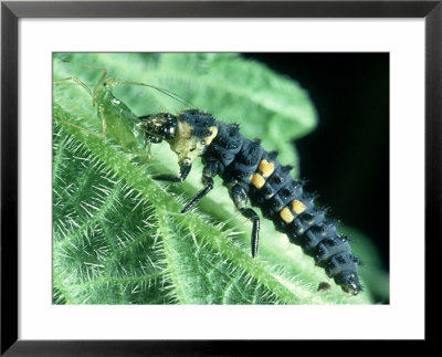 Ladybird Larva Eating Aphid by Oxford Scientific Pricing Limited Edition Print image