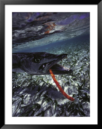 Barracuda, Tube Lure by Timothy O'keefe Pricing Limited Edition Print image