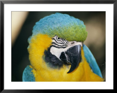 A Close-Up Of The Head Of A Macaw by Stephen St. John Pricing Limited Edition Print image