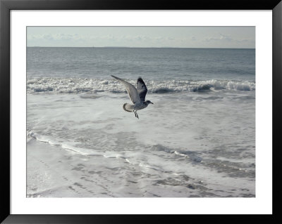 A Sanderling, With Wings Spread, Is Frozen In Flight Over The Foamy Atlantic Surf by Joseph H. Bailey Pricing Limited Edition Print image