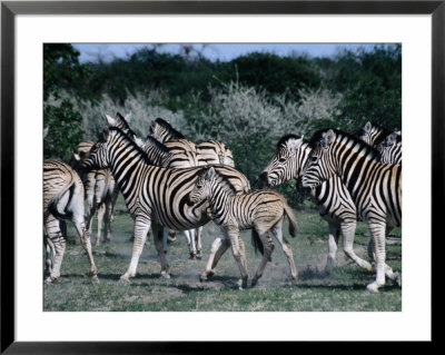 Group Of Zebras, Etosha National Park, Namibia by Peter Ptschelinzew Pricing Limited Edition Print image