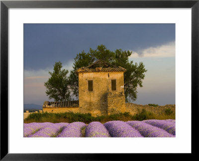 Field Of Lavender And Abandoned Structure Near The Village Of Sault, Provence, France by Jim Zuckerman Pricing Limited Edition Print image