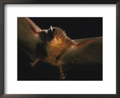 A Leaf-Nosed Bat Illuminated By A Cameras Flash by Joel Sartore Pricing Limited Edition Print image