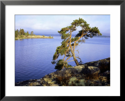 Pine Tree, The Lake District, Finland by Heikki Nikki Pricing Limited Edition Print image