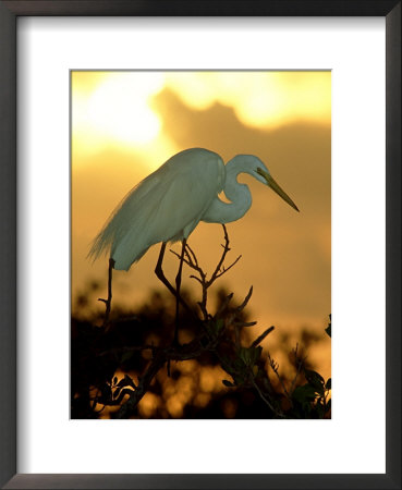 Great Egret, Florida, Usa by Olaf Broders Pricing Limited Edition Print image