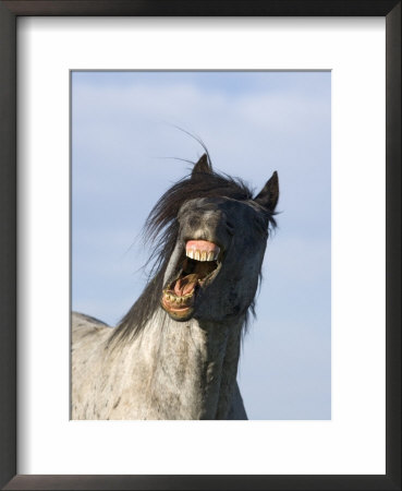 Blue Roan Wild Stallion Yawning, Pryor Mountains, Montana, Usa by Carol Walker Pricing Limited Edition Print image