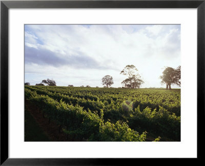 Twilight Clouds Over Vineyards In Coonawarra, Wine Country by Jason Edwards Pricing Limited Edition Print image