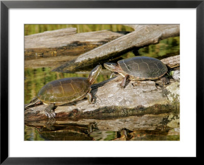Painted Turtles, Ile Bizard, Canada by Robert Servranckx Pricing Limited Edition Print image