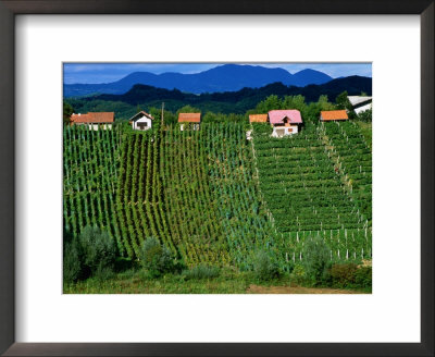Vineyards In Zagorte Region, Croatia by Wayne Walton Pricing Limited Edition Print image