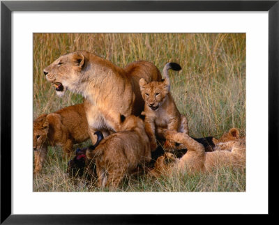Lioness With Five Cubs On Dead Wildebeest, Masai Mara National Reserve, Rift Valley, Kenya by Mitch Reardon Pricing Limited Edition Print image