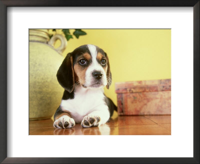 Beagle Puppy by Alan And Sandy Carey Pricing Limited Edition Print image