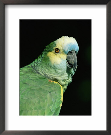Blue Fronted Amazon Parrot by Lynn M. Stone Pricing Limited Edition Print image