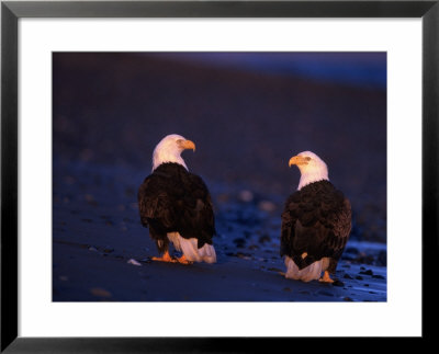 Bald Eagles, Haliaeetus Leucocephalus, Ak by Robert Franz Pricing Limited Edition Print image