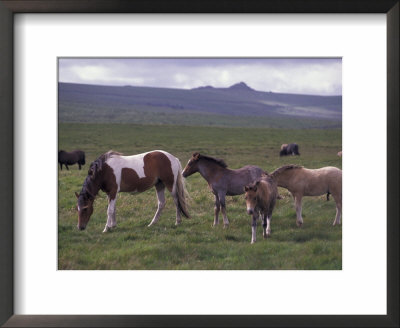 Horses Of Dartmoor, Devon, England by Nik Wheeler Pricing Limited Edition Print image