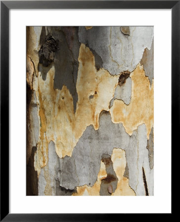 Eucalyptus Tree Bark, Greece, Europe by Robert Harding Pricing Limited Edition Print image