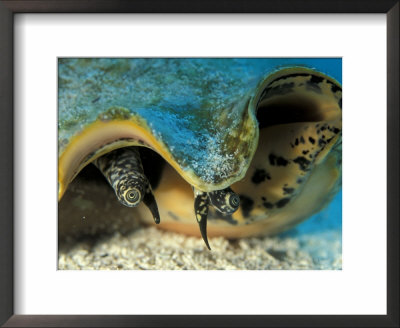 Eyes Of Queen Conch, Caribbean (Strombus Gigas) by Jurgen Freund Pricing Limited Edition Print image
