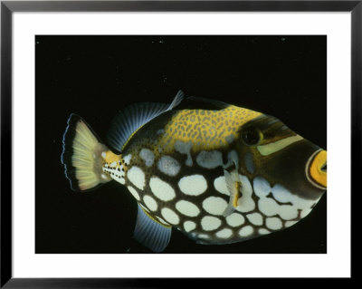 Big-Spotted Triggerfish, Balistoides Conspicillum by Philippe Poulet Pricing Limited Edition Print image