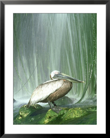 Brown Pelican, Adult, Rehab Zoo Animal by Stan Osolinski Pricing Limited Edition Print image