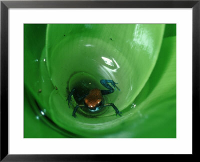 Red & Blue Arrowpoison Frog, Lowland Rainforest, C. America by Michael Fogden Pricing Limited Edition Print image
