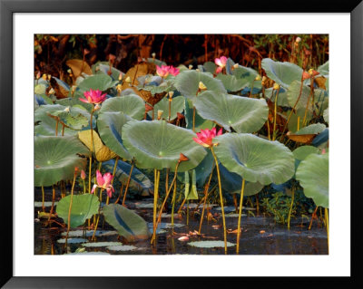 Plants And Flowers Along Yellow River, Kakadu National Park, Australia by John Banagan Pricing Limited Edition Print image