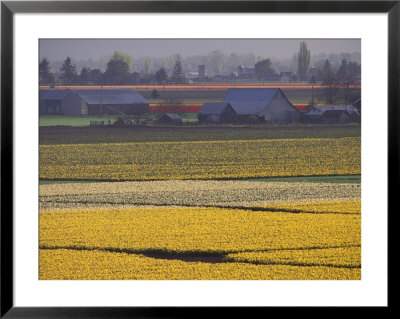 Daffodil Fields, Skagit Valley, Washington, Usa by William Sutton Pricing Limited Edition Print image