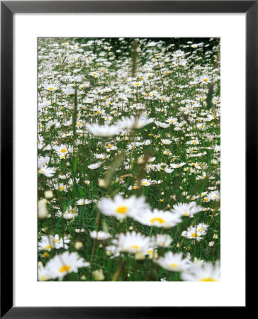Ox-Eye Daisy by Mark Bolton Pricing Limited Edition Print image