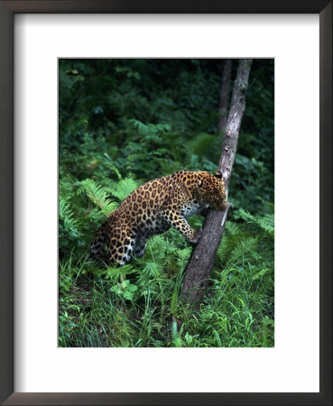 Amur Leopard In Forest, Panthera Pardus Orientalis by Robert Franz Pricing Limited Edition Print image