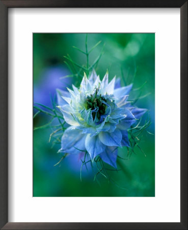 Nigella Damascena (Love-In-A-Mist), Close-Up Of Blue Annual Flower by Lynn Keddie Pricing Limited Edition Print image
