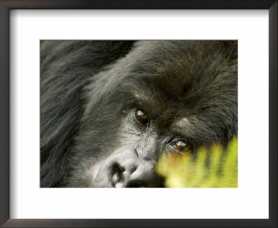 Mountain Gorilla, Close-Up Of Face Looking Through Fern, Africa by Roy Toft Pricing Limited Edition Print image