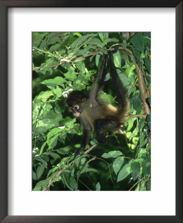 Spider Monkey, Ateles Species, Young Monkey In Tree Pacific Coast, Costa Rica by Brian Kenney Pricing Limited Edition Print image
