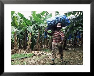 Worker At A Banana Plantation Near Le Francois, Martinique, Lesser Antilles by Yadid Levy Pricing Limited Edition Print image