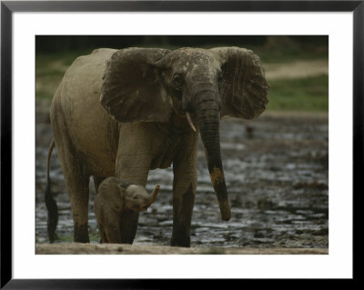 A Young Female Forest Elephant Stands With Her Calf by Michael Fay Pricing Limited Edition Print image