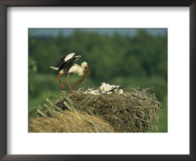White Stork Bringing Building Material To Her Nest Of Chicks by Klaus Nigge Pricing Limited Edition Print image