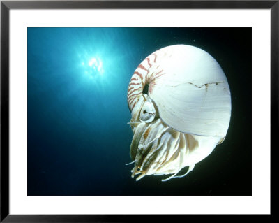 Nautilus, Papua New Guinea by Tobias Bernhard Pricing Limited Edition Print image