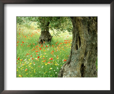 Wild Flowers In Olive Grove, Skiathos, Greece by Ian West Pricing Limited Edition Print image