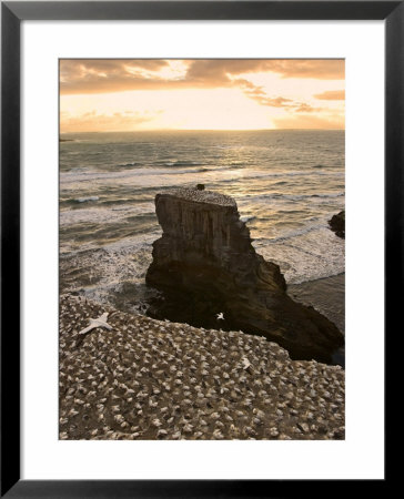Muriwai Beach, Gannet Colony by Tomas Del Amo Pricing Limited Edition Print image