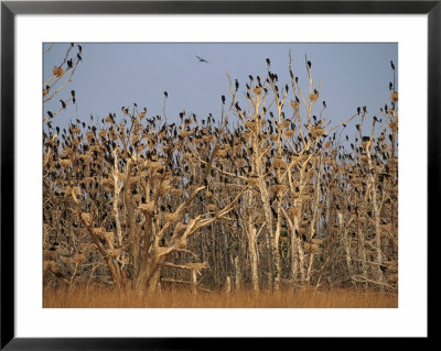 Cormorant Rookery, Wattenmeer National Park, Germany by Norbert Rosing Pricing Limited Edition Print image