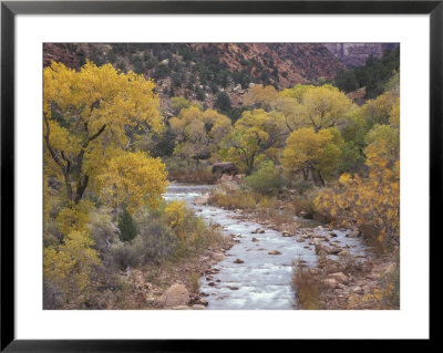 Virgin River And Fremont Cottonwoods, Zion National Park, Utah, Usa by Jamie & Judy Wild Pricing Limited Edition Print image
