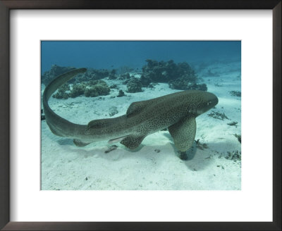 Leopard Shark, Male Swimming Over Ocean Floor, New Caledonia by Tobias Bernhard Pricing Limited Edition Print image