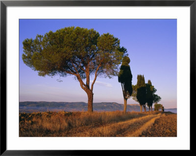 Landscape With Cypress Trees And Parasol Pines, Province Of Siena, Tuscany, Italy, Europe by Bruno Morandi Pricing Limited Edition Print image