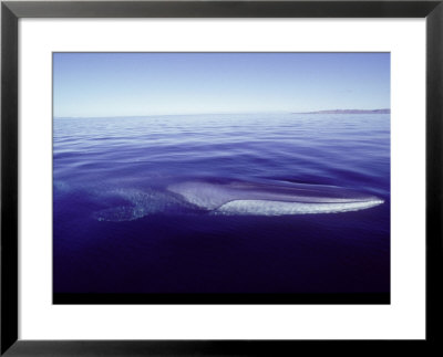 Fin Whale, Surfacing To Breathe, Sea Of Cortez by Mark Jones Pricing Limited Edition Print image
