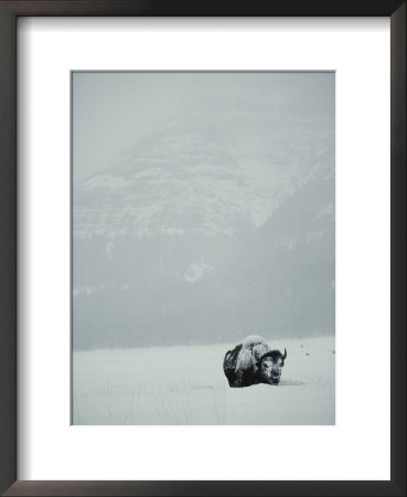 A Snow-Covered American Bison Stands On A Snowy Plain by Michael S. Quinton Pricing Limited Edition Print image