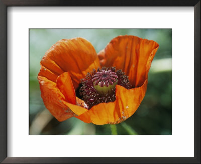 Close View Of An Opium Poppy Blossom by Darlyne A. Murawski Pricing Limited Edition Print image