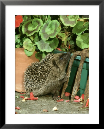 Hedgehog, Climbing Up Into Flower Container by Mark Hamblin Pricing Limited Edition Print image