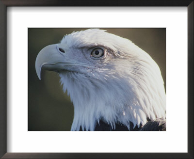 A Close View Of The Head Of An American Bald Eagle by Joel Sartore Pricing Limited Edition Print image