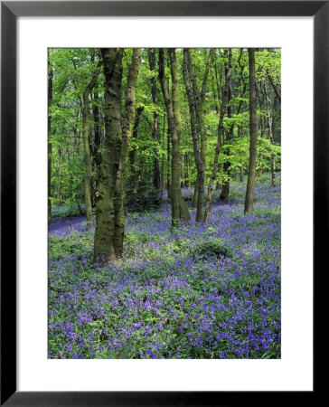 Bluebells In Deciduous Woodland, Uk by Mark Hamblin Pricing Limited Edition Print image